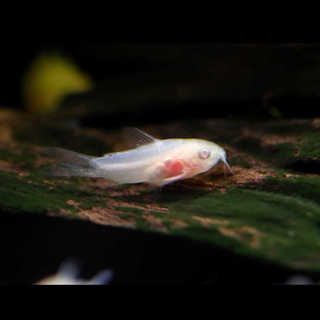 2 Pair ₹799 Albino Corydoras Catfish