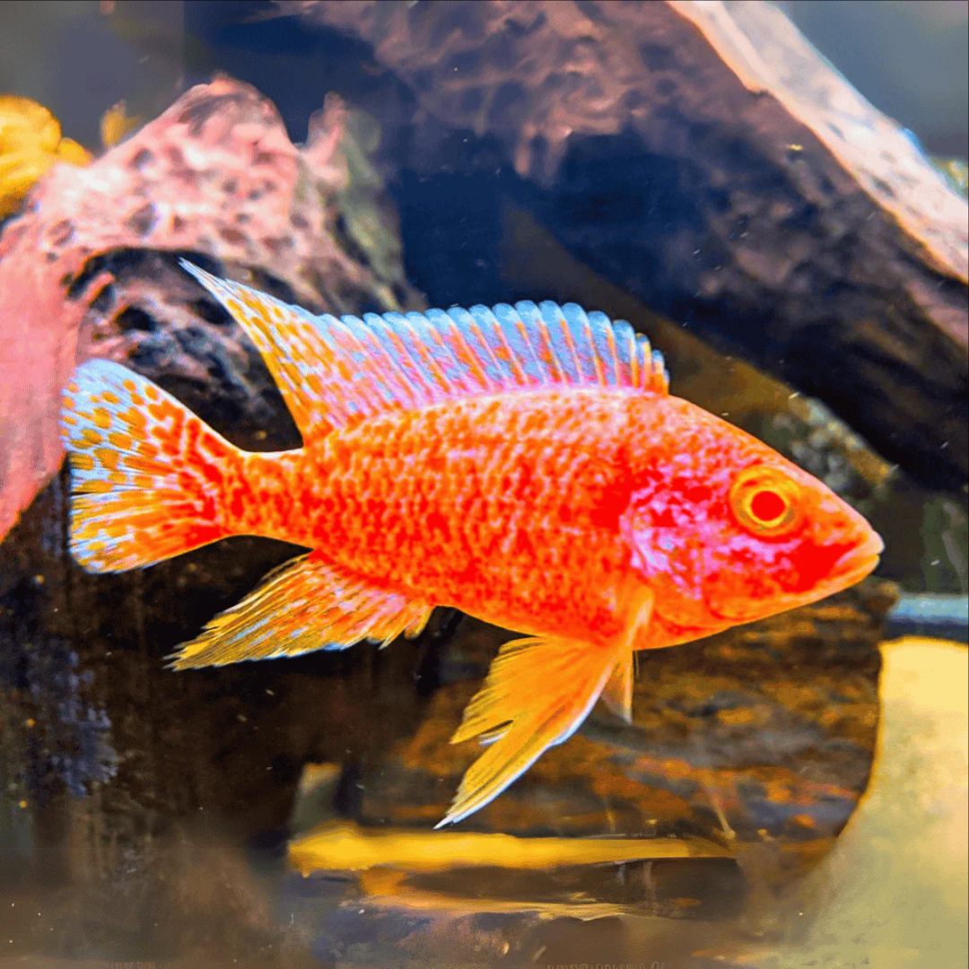 1 Pair ₹799 Strawberry Peacock Cichlid Fish
