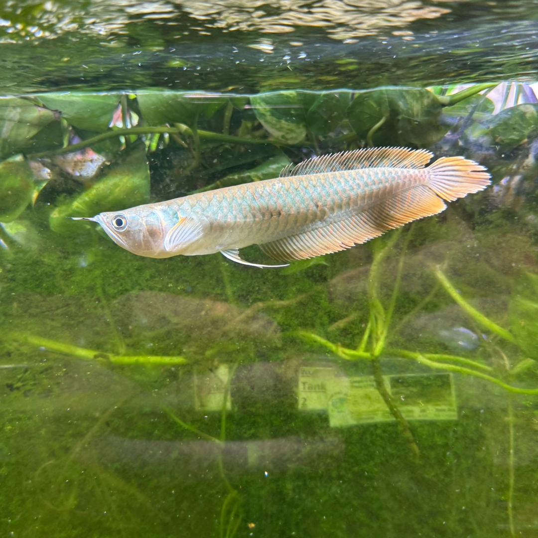 [ 1 Piece ₹2700 ] Silver Arowana Fish