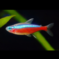 5 Pieces ₹899 Cardinal Tetra Small Fish