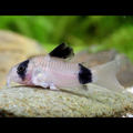 1 Pair ₹799 Panda Corydoras Catfish