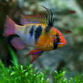 1 Pair ₹3099 German Blue Ram Cichlid Fish