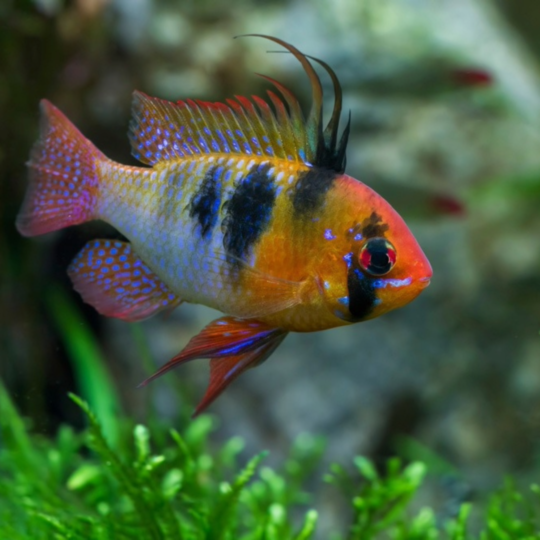 1 Pair ₹3099 German Blue Ram Cichlid Fish