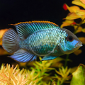 1 Pair ₹1699 Electric Blue Acara Fish