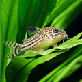1 Pair ₹799 Julii Corydoras Catfish