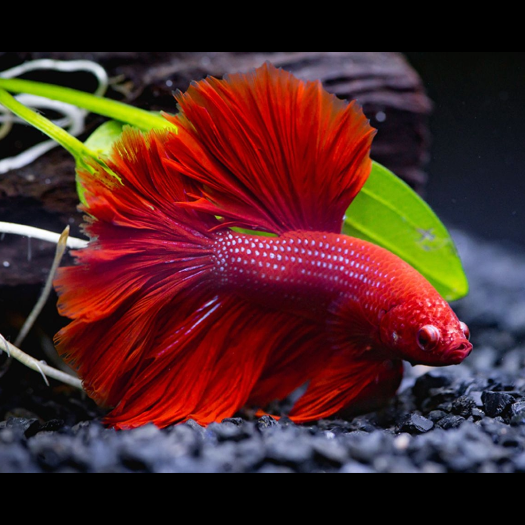 1 Piece ₹709 Full Moon Red Betta Fish