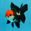 [ 1 Pair ₹2899 ] Tricolor Oranda Goldfish