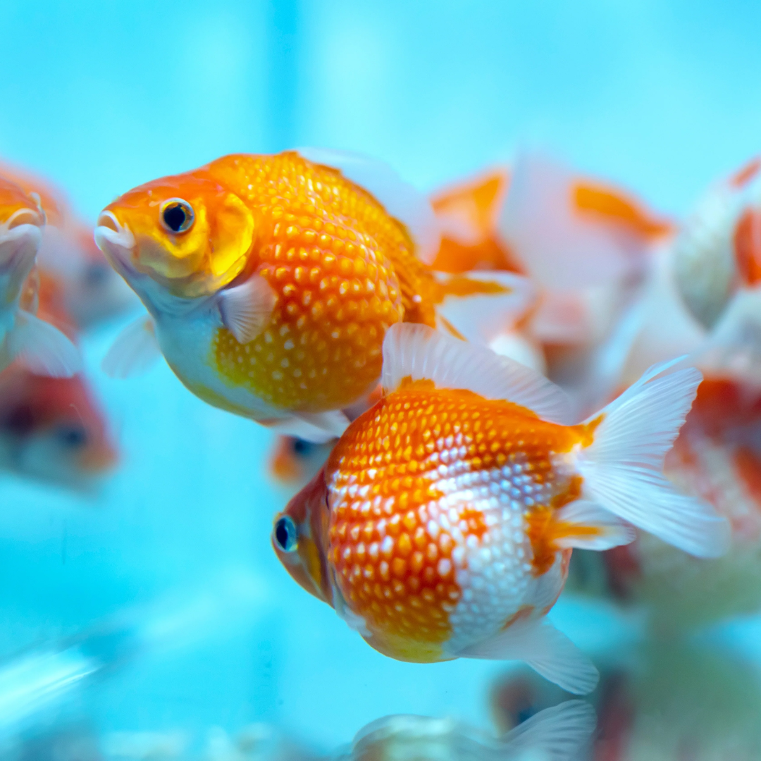 [ 1 Pair ₹2399 ] Pearlscale Goldfish