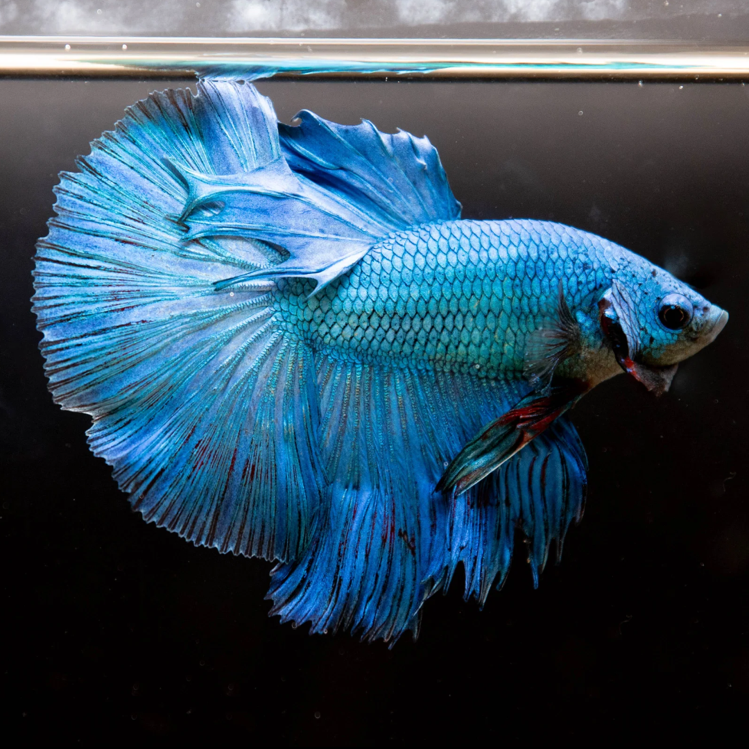 1 Piece ₹709 Full Moon Blue Betta Fish