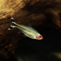 4 Piece ₹799 Rummy Nose Tetra Small Fish
