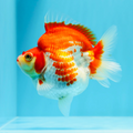 [ 1 Pair ₹2499 ] Ryukin Goldfish Imported