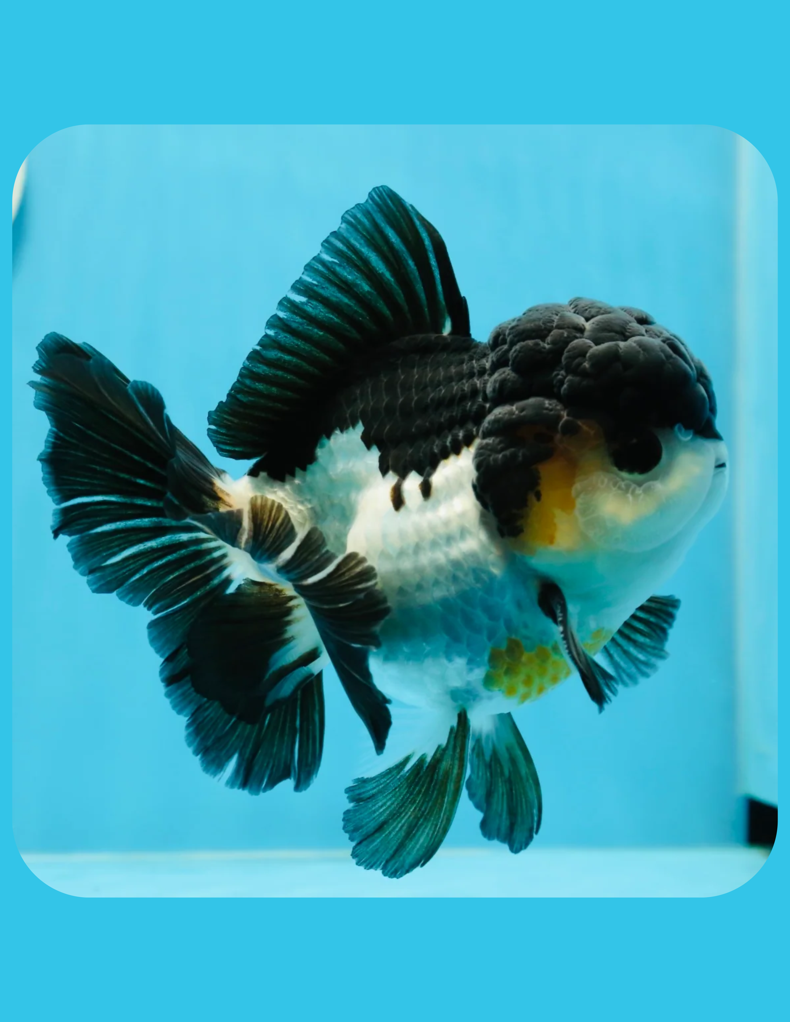 Panda Oranda Goldfish
