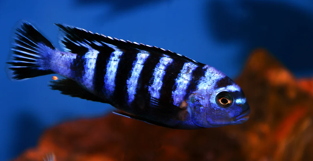 A blue and black striped cichlid fish swimming in an aquarium with a dark blue background and warm brown rocks.