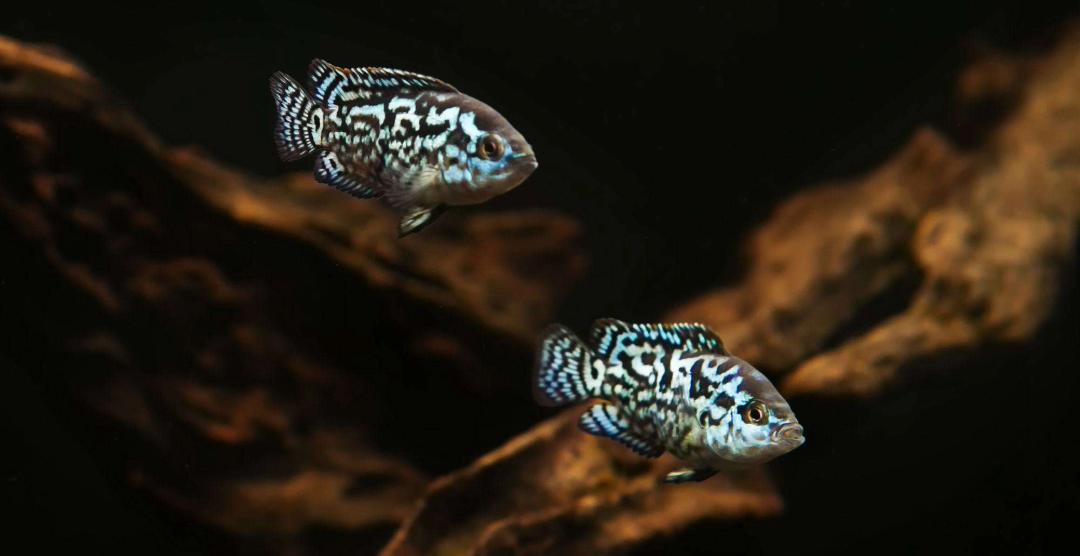 Two small blue and white patterned fish swimming in a dark aquarium with driftwood decor.