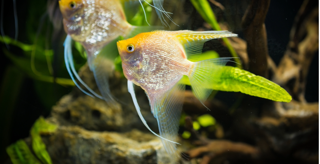 A pair of silver and orange angelfish swimming in a planted aquarium with driftwood and green plants.