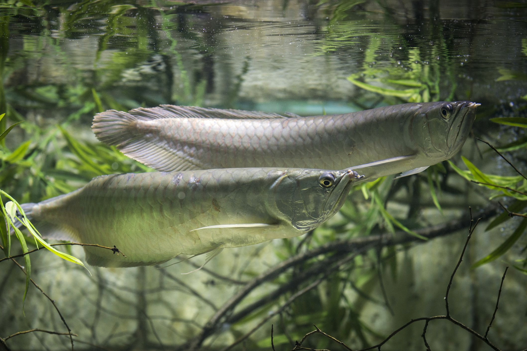 Silver Arowana Fish Price