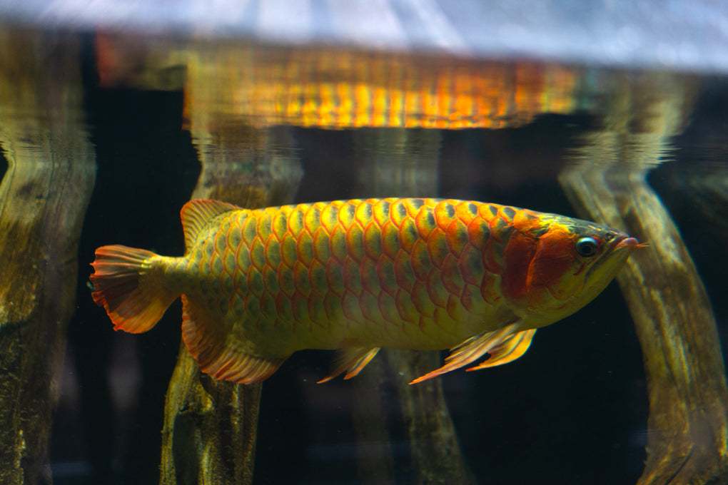 Red Arowana Fish Price