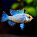 1 Pair ₹2099 Electric Blue Ram Cichlid Fish