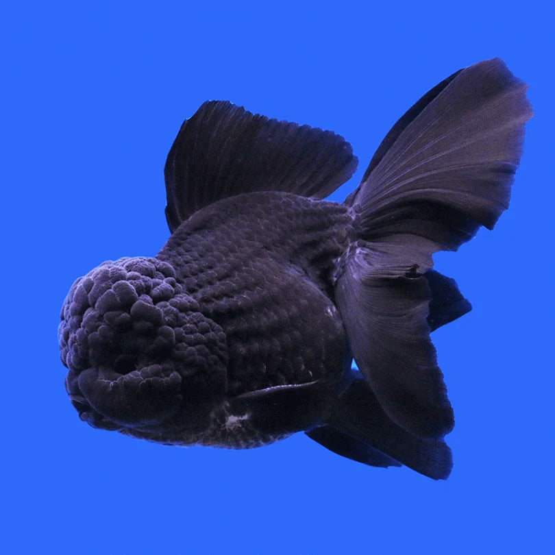 1 Pair ₹2699 Z Black Rose Tail Oranda Goldfish