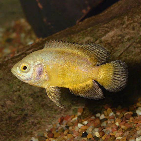 1 Pair ₹3099 Lemon Oscar Fish