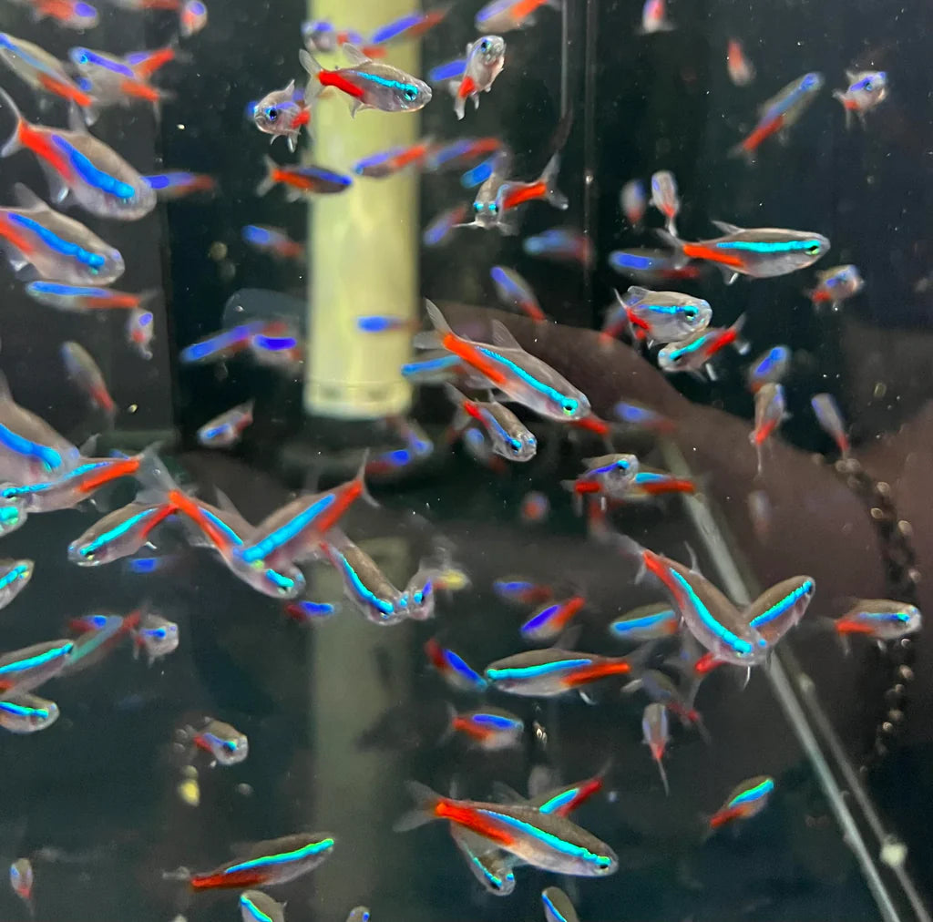 6 Pieces ₹799 Neon Tetra Small Fish
