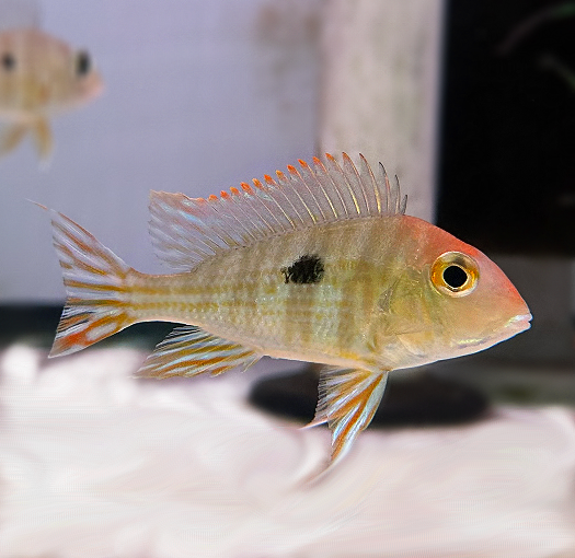 1 Pair ₹2299 Red Head Tapajos Geophagus Fish