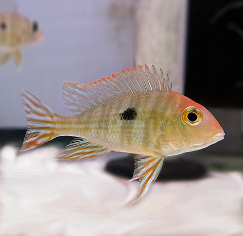 1 Pair ₹2299 Red Head Tapajos Geophagus Fish