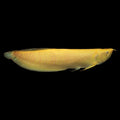 1 Piece ₹9500 Albino Arowana Fish