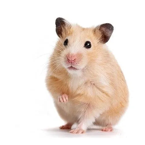 [ 1 Pair ₹3699 ] Golden Syrian Hamster