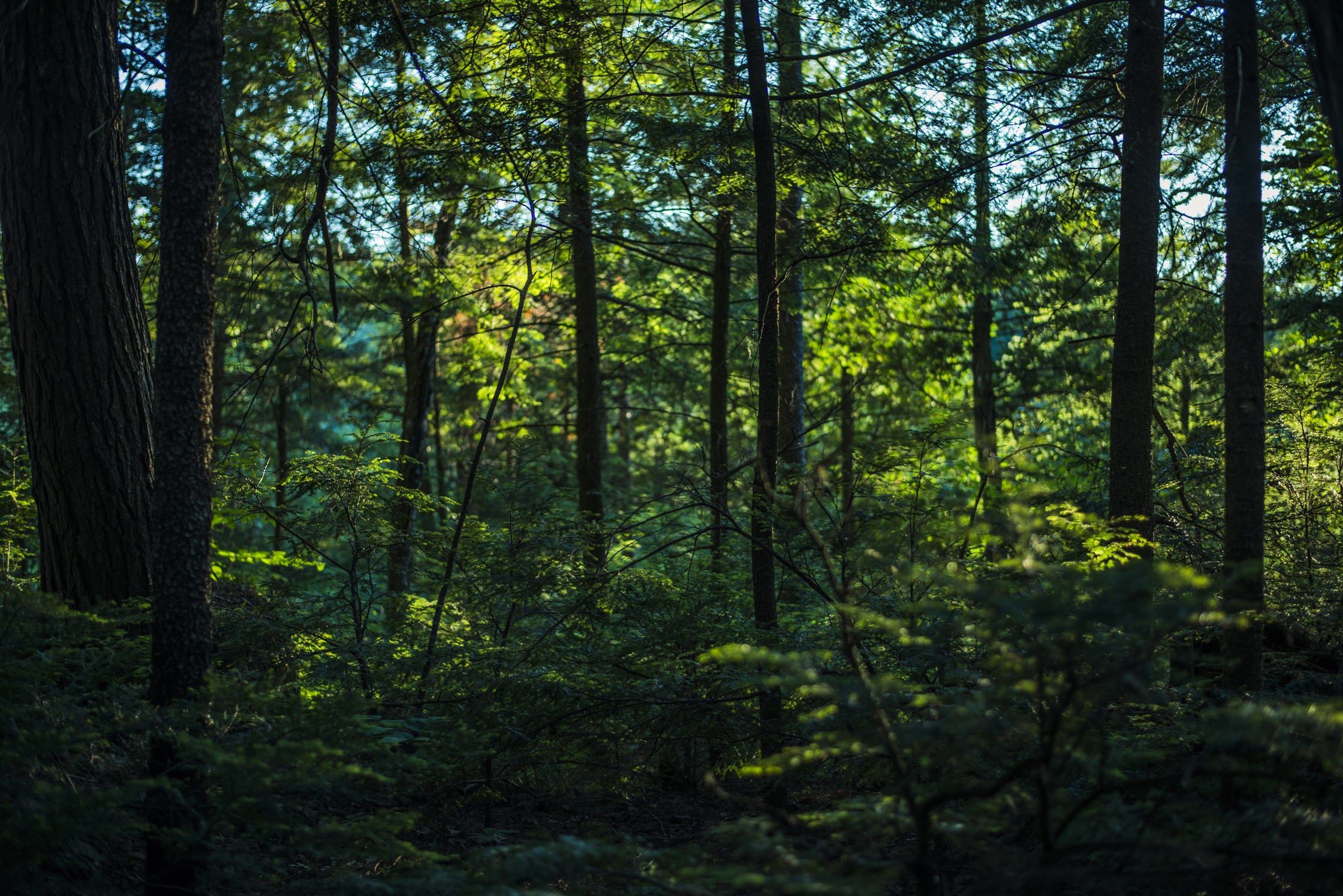 Nature And Green Tree